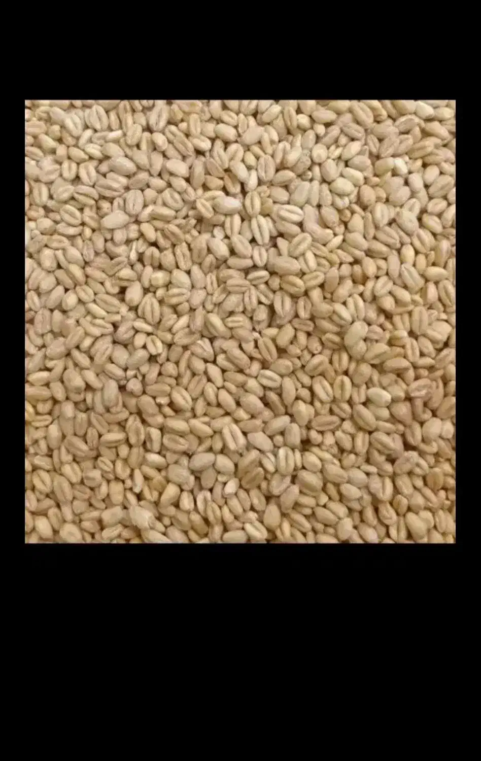 گندم بذری|عمدهفروشی|نهاوند, |دیوار