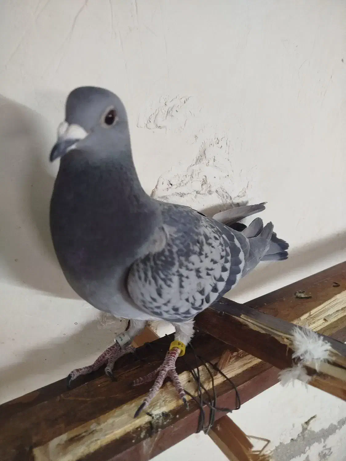 ماد پلاکی|حیوانات|بروجرد, |دیوار