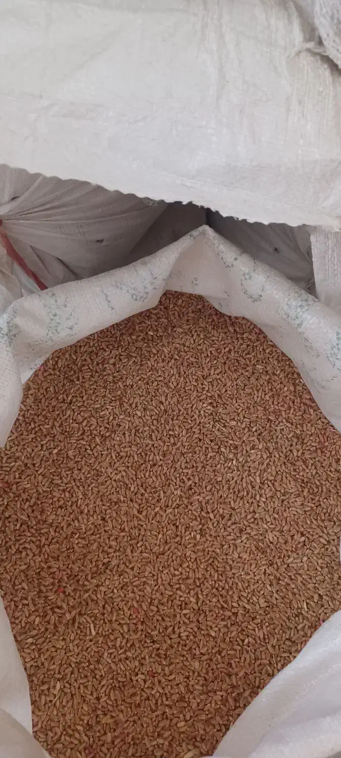 گندم بذر|لوازم جانبی حیوانات|رامشیر, |دیوار