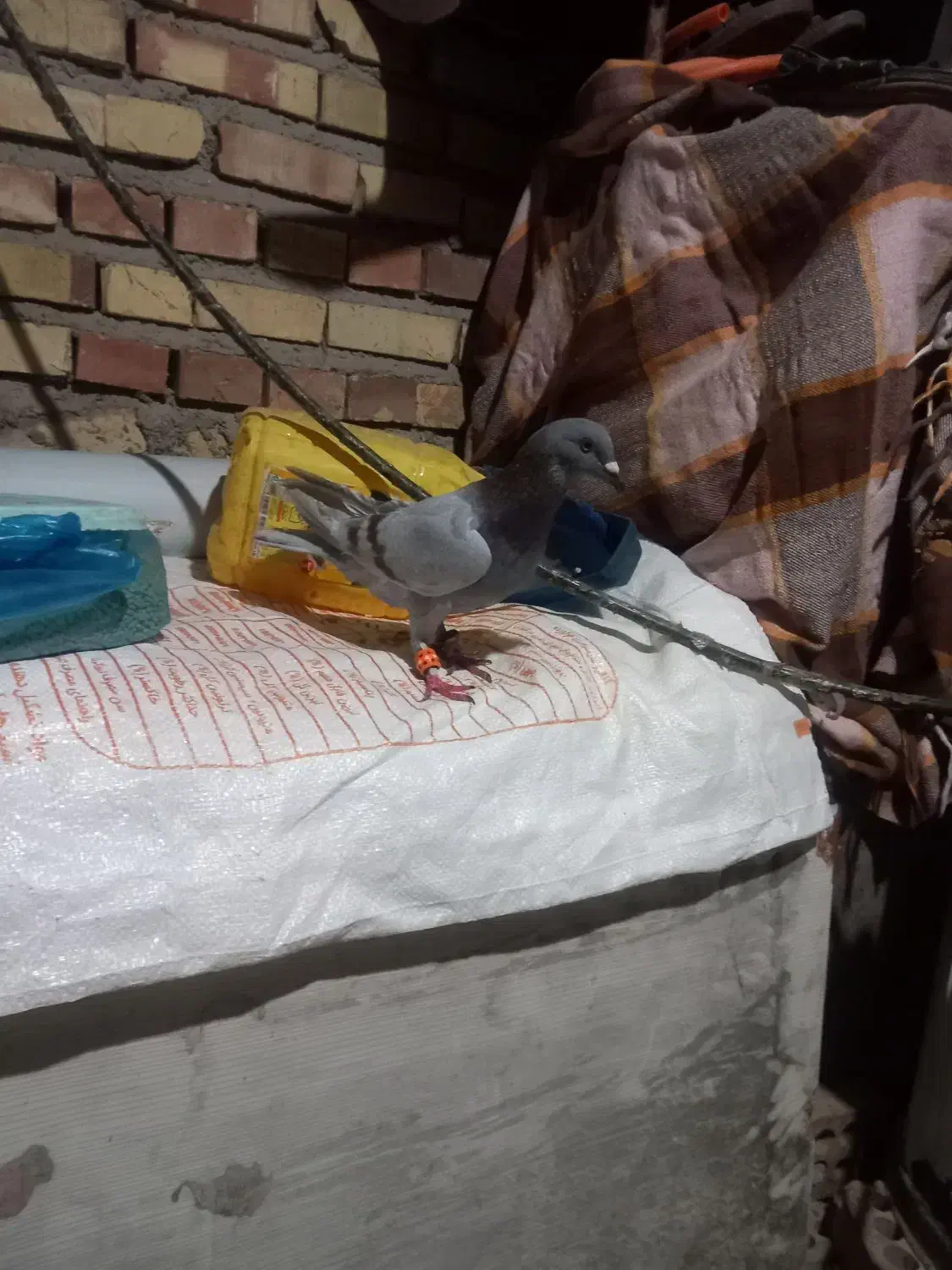 کبوتر فیلی|پرنده|مینودشت, |دیوار