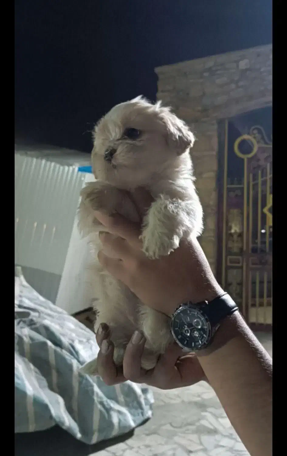 سه توله|سگ|کرمانشاه, |دیوار