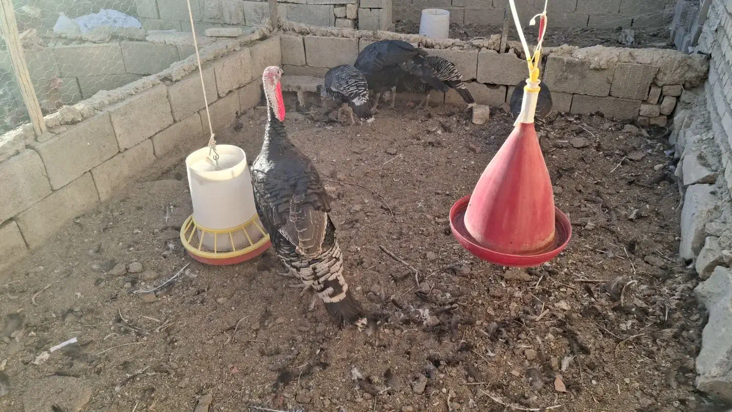 فروش بوقلمون بالغ جوان برنز تازه تخم ،بالای ۸۵درصد|حیوانات مزرعه|رودشت (اصفهان), |دیوار