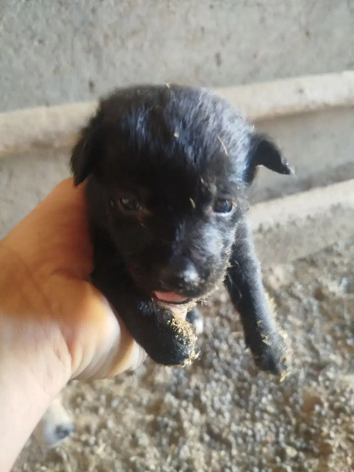 پاکوتاه گوش تیز|سگ|کاشمر, |دیوار