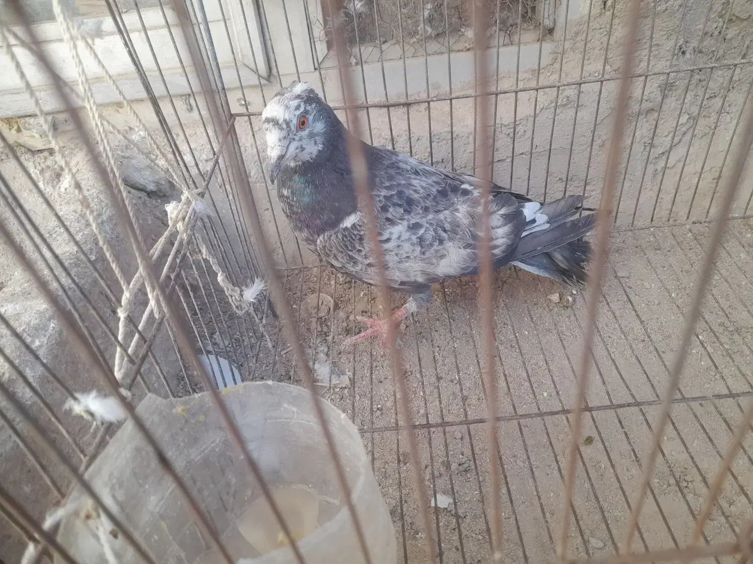 چهار عدد کبوتر زینتی و خوشکل|پرنده|شاهرود, |دیوار