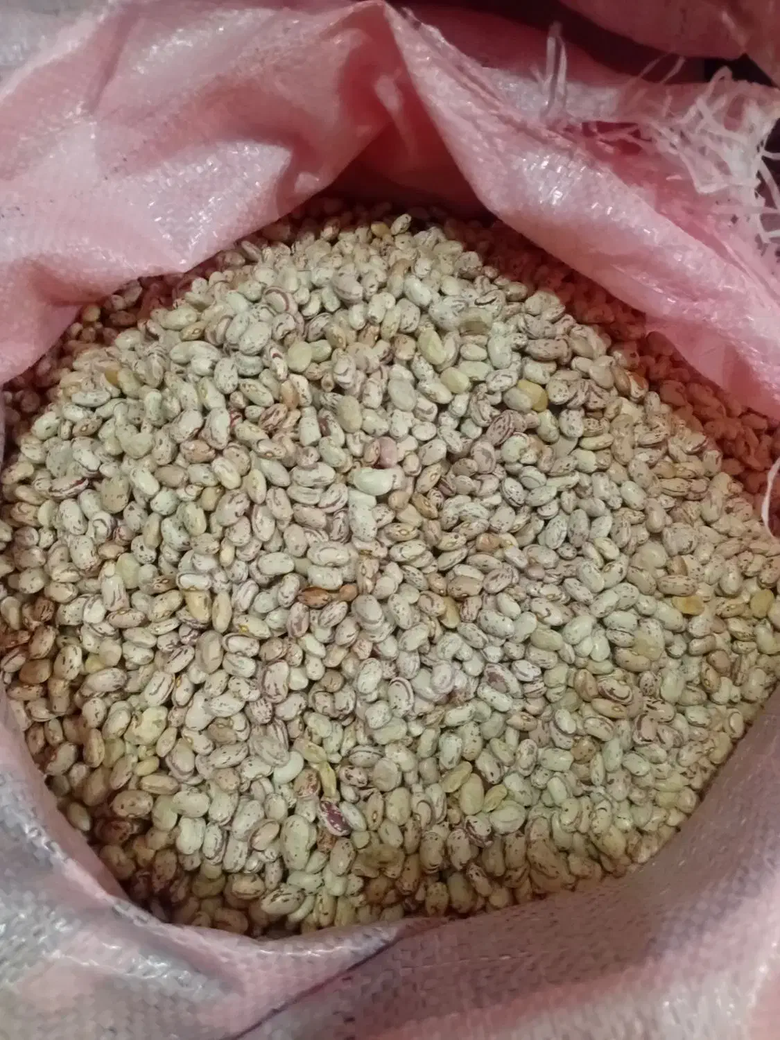 لوبیا چیتی تازه|خوردنی و آشامیدنی|قصابه, |دیوار