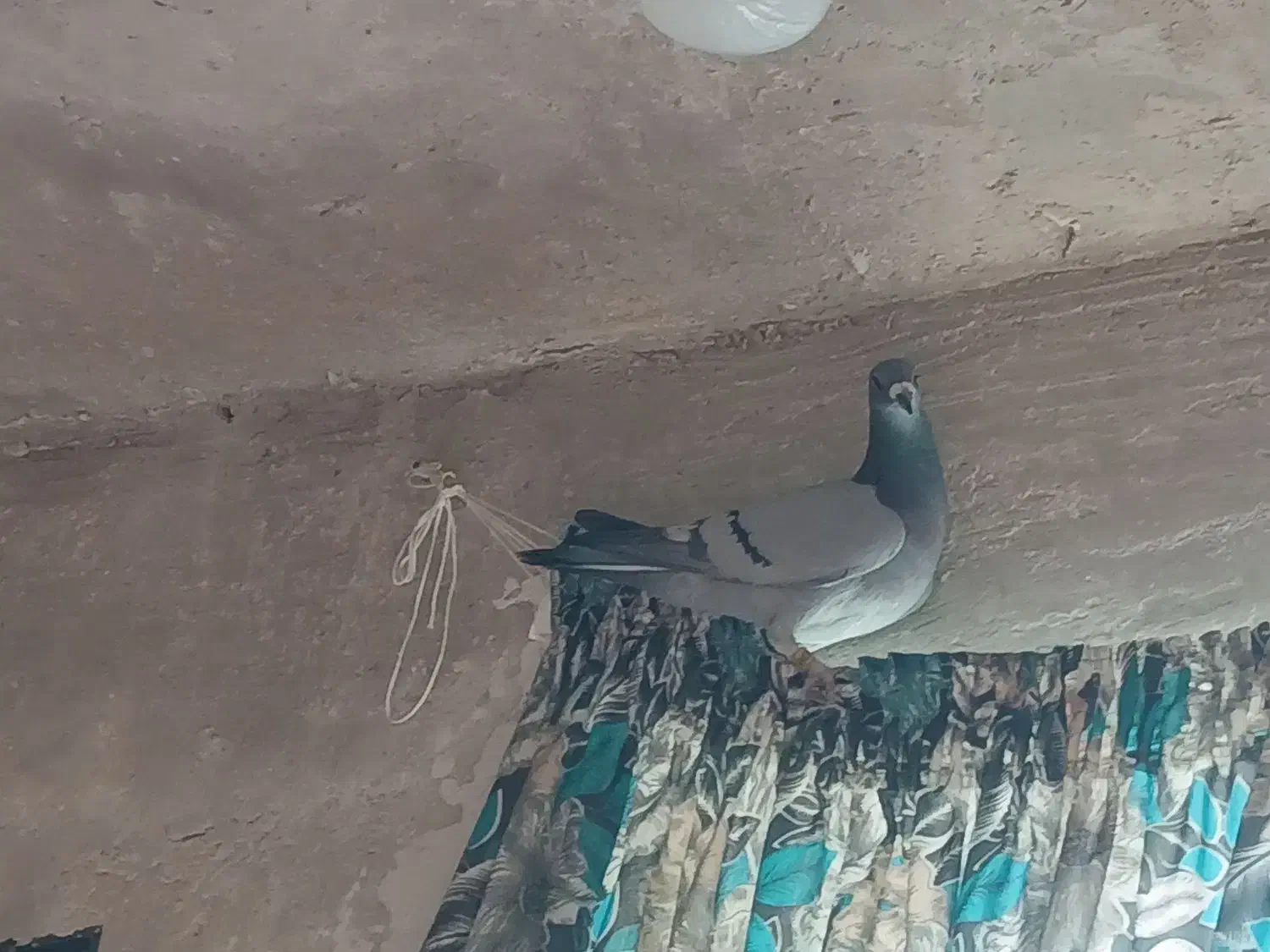 پلاکی|پرنده|دهدشت, |دیوار