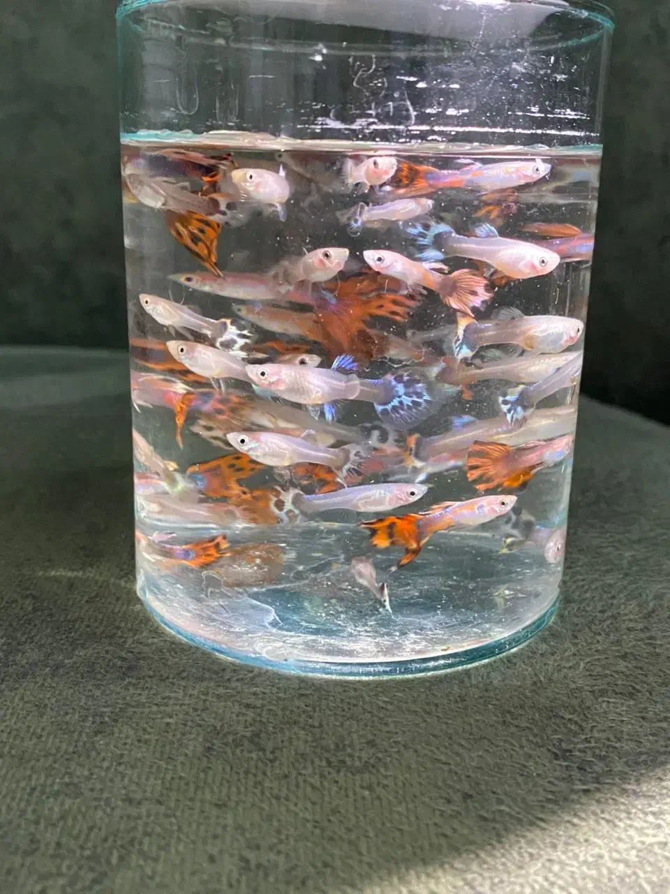 ماهی گوپی بالغ و بچه|ماهی|هشتگرد, شهرک آفتاب|دیوار