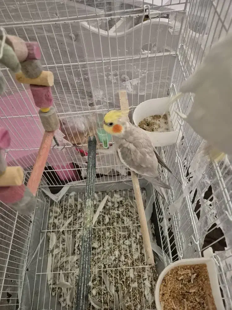 عروس هلندی|پرنده|بندرعباس, |دیوار