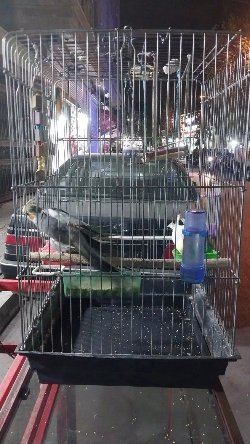 ۴ تا عروس حلندی نر و ماده جوان|پرنده|تهران, شکیبا|دیوار