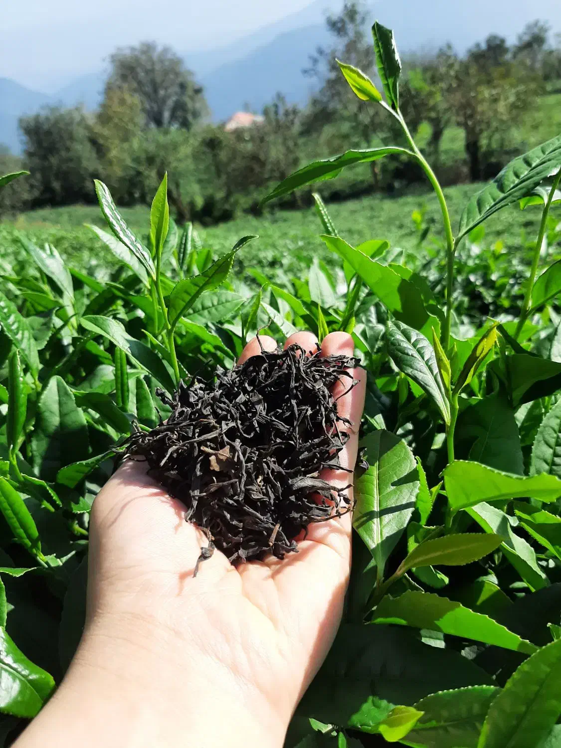 چای دست‌چین ارگانیک(بالابند)از قلب کوهستان شمال|خوردنی و آشامیدنی|تنکابن, |دیوار