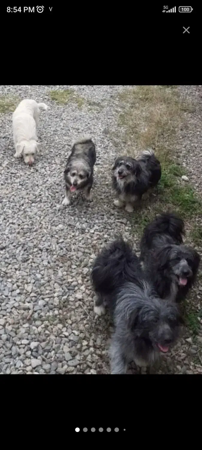 واگذاری سگ|سگ|رشت, معلم|دیوار