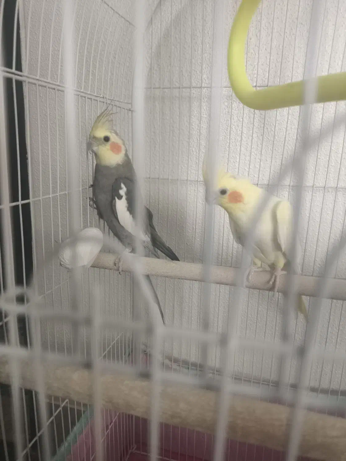 یک جفت عروس هلندی نروماده مولد همراه با یک جوجه|پرنده|داران, |دیوار