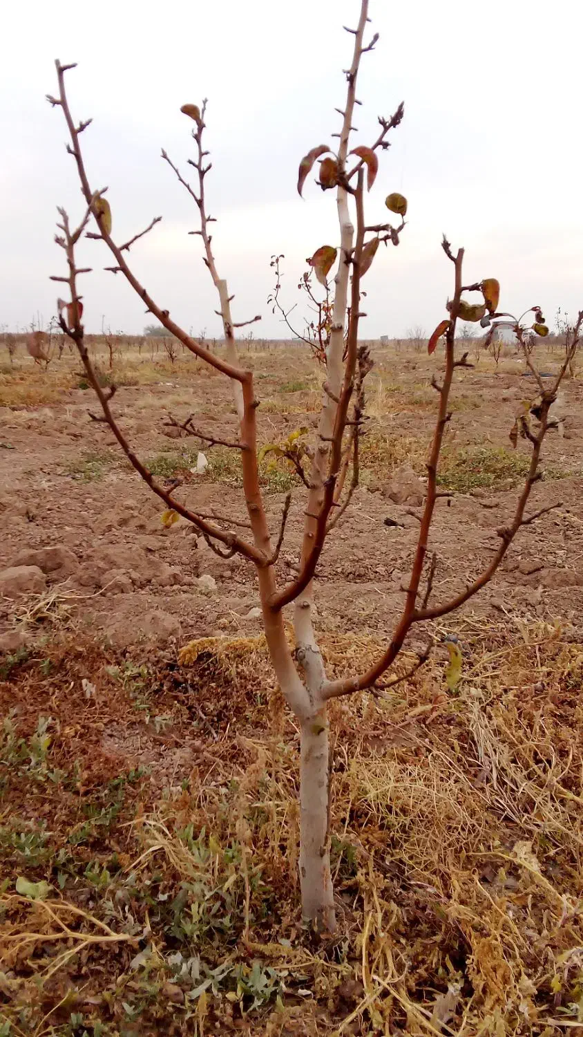نهال گلابی|خدمات باغبانی و درختکاری|اسفرورین, |دیوار