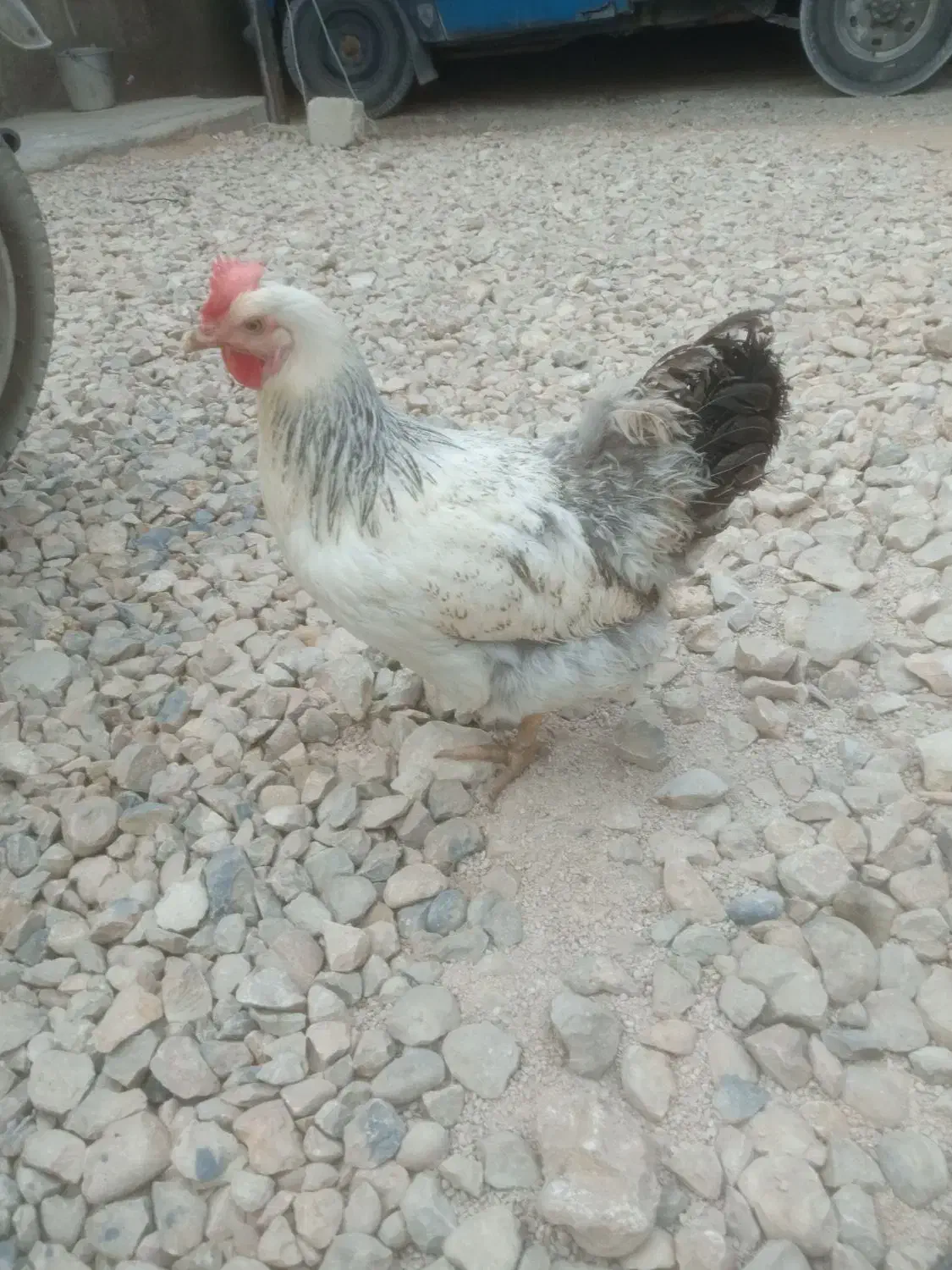 مرغ تخم گذار|حیوانات مزرعه|آبپخش, |دیوار