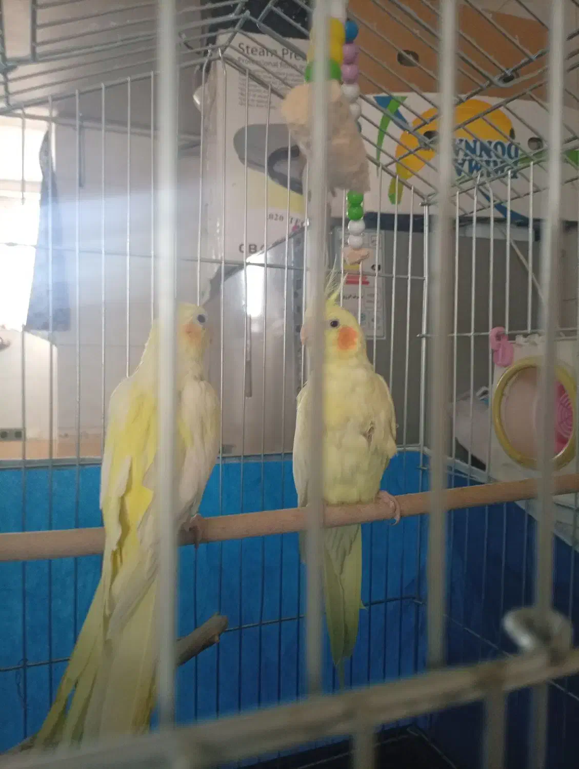 ی جفت عروس هلندی خانگی|پرنده|سامان, |دیوار