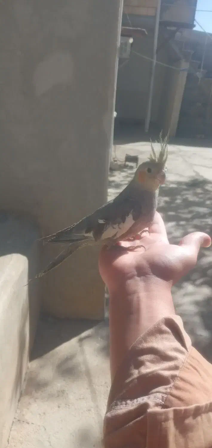 عروس هلندی زیبا و جوان|پرنده|سنقر, |دیوار