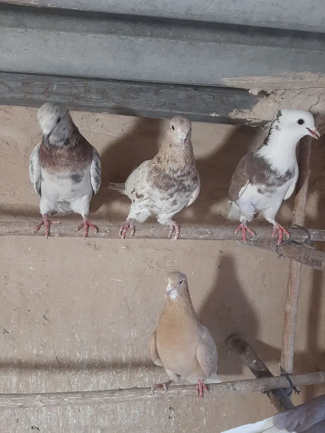 کبوتر سرور|پرنده|قم, کیوانفر|دیوار