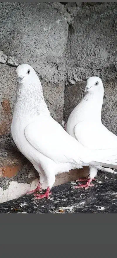 کبوتر خارجی و ایرانی|پرنده|سیمین شهر, |دیوار