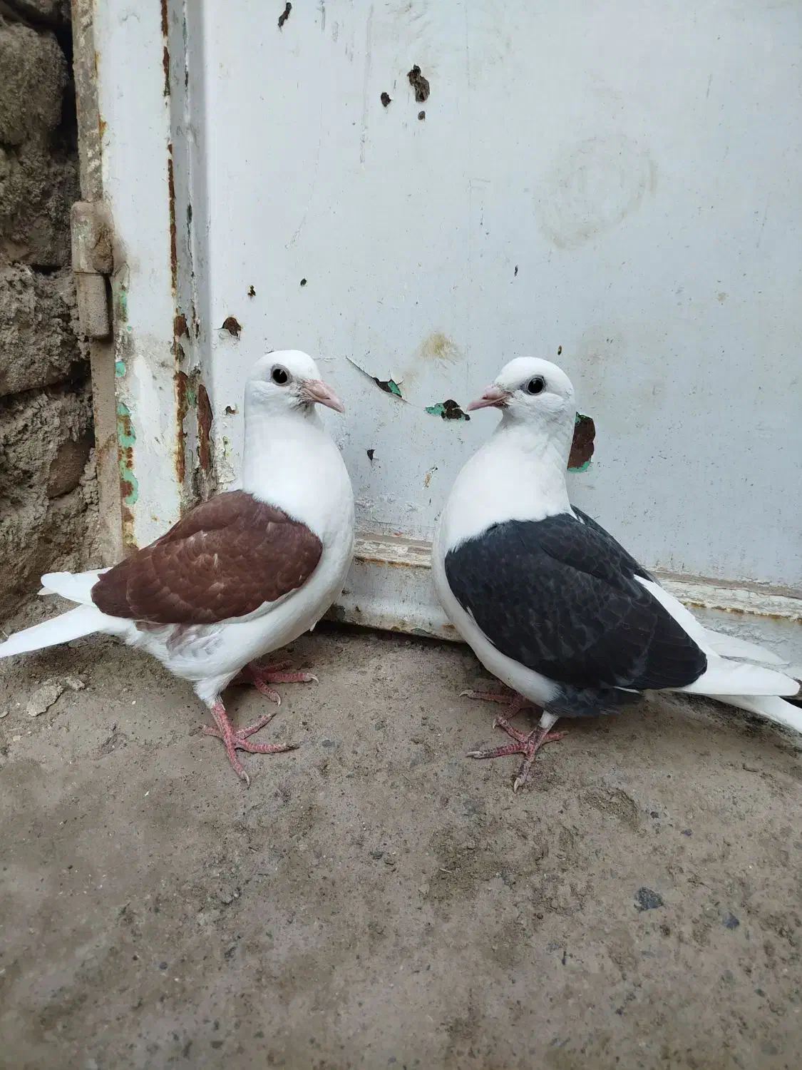 جوجه پرنداختن بدون خط نشان|پرنده|یامچی, |دیوار