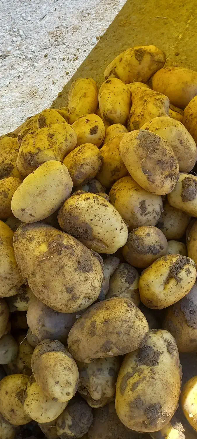 سیب زمینی فقط بزری آکریاو جلی ۴۰۳|عمده‌فروشی|رزن, |دیوار