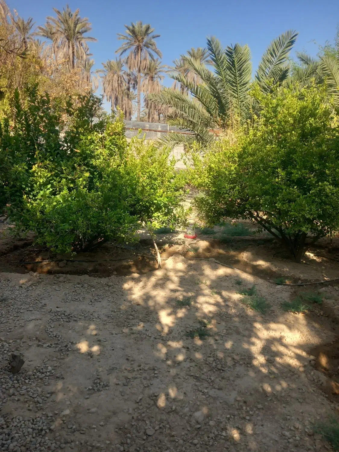 اجاره باغچه باغ زیبا،با درختان بزرگ|اجارهٔ خانه و ویلا|جهرم, |دیوار