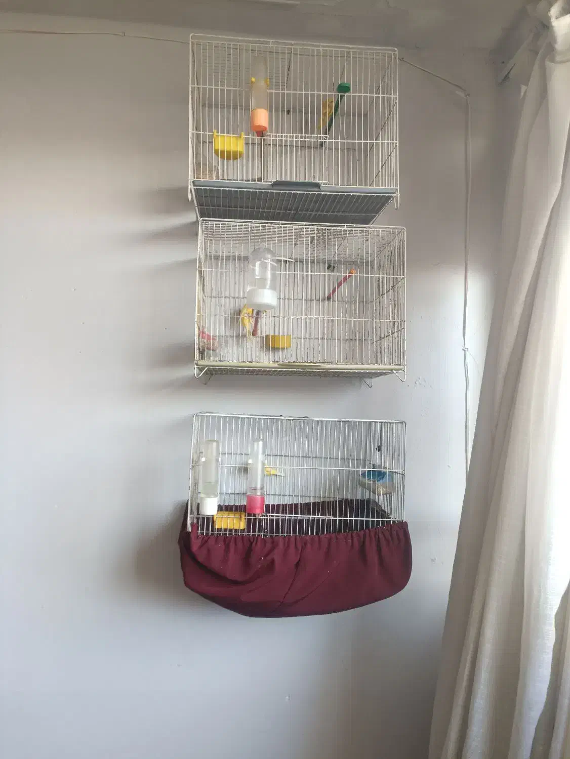 قناری طلایی جیبر|پرنده|شیراز, شاهچراغ|دیوار