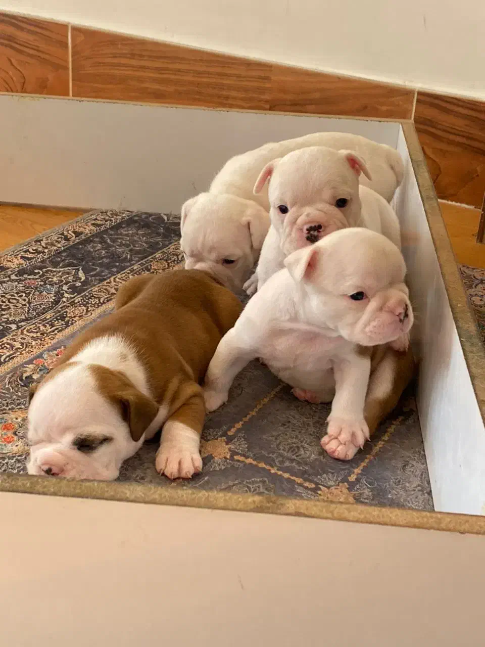 سگ انگلیش بولداگ اصیل|سگ|لواسان, |دیوار