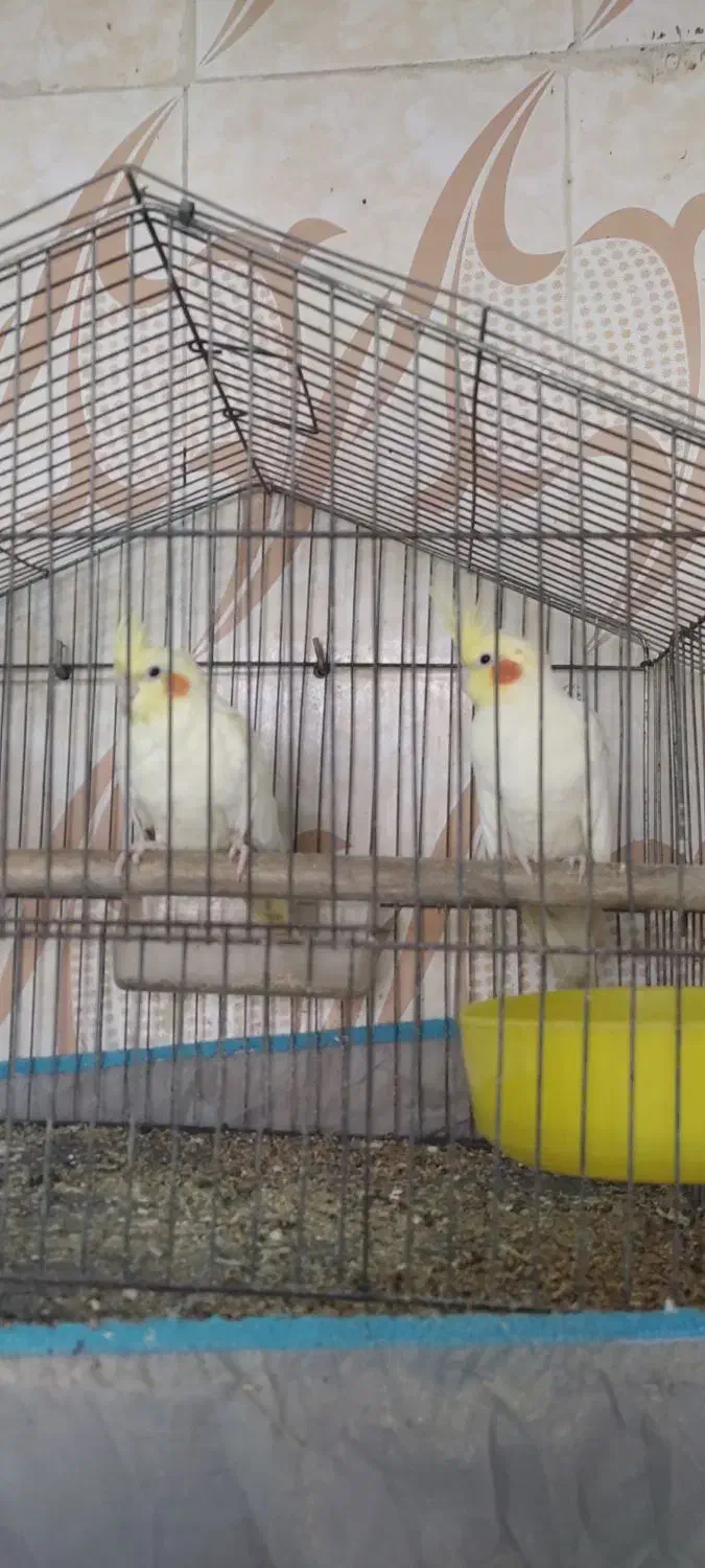 پرنده|پرنده|سراوان, |دیوار