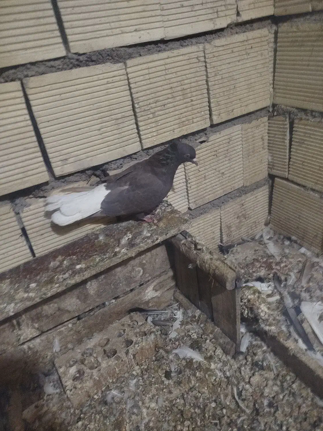 پرنده دم سفید ماده|پرنده|باوی, |دیوار