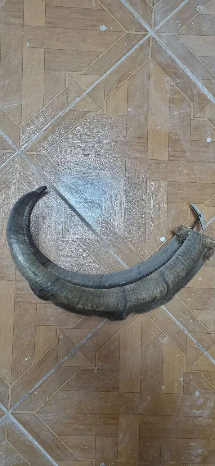 مجسمه شاخ|مجسمه، تندیس، ماکت|کرج, اصفهانیها|دیوار