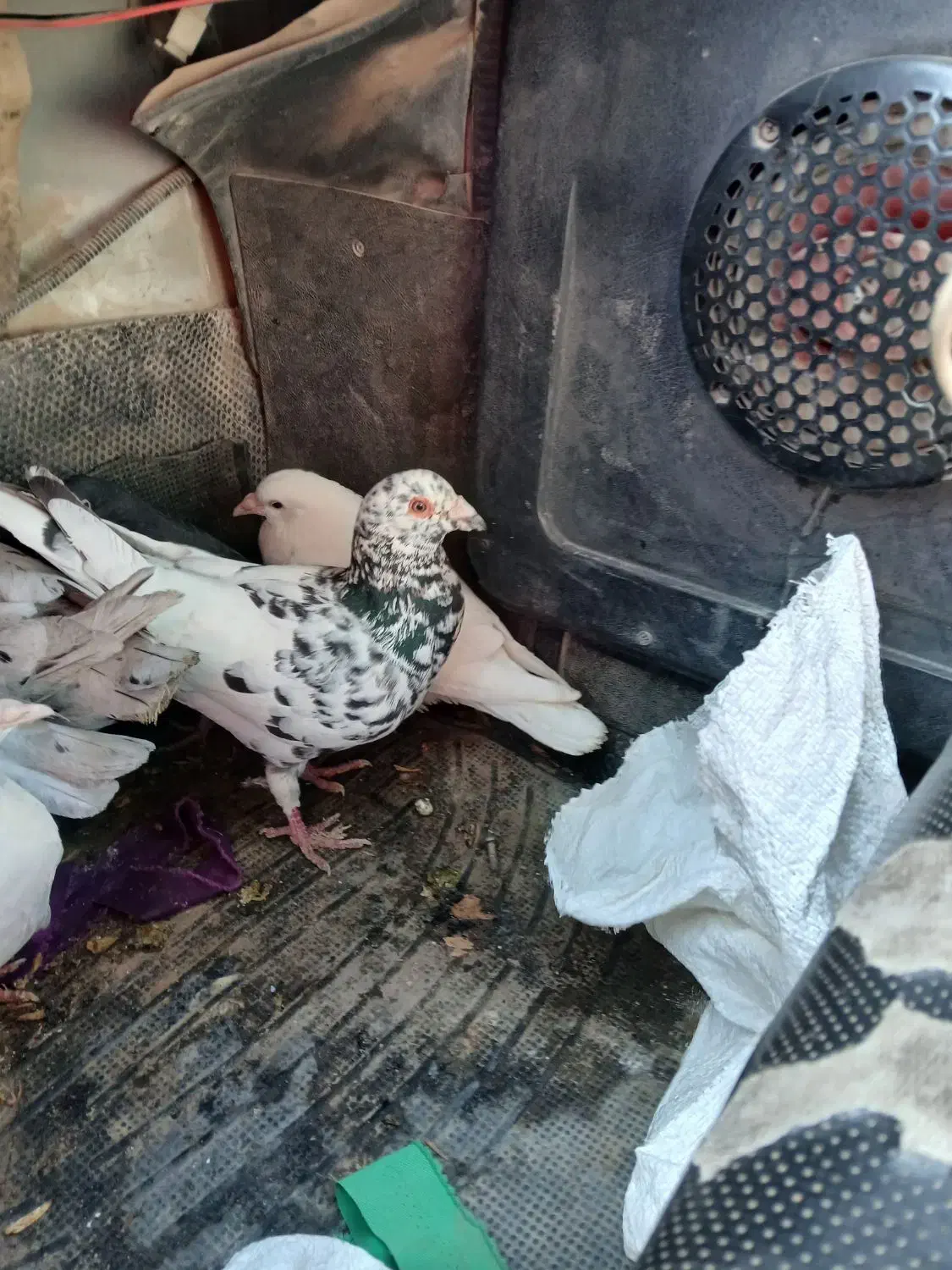 هفرنگ|پرنده|سبزوار, غرب نیروگاه|دیوار