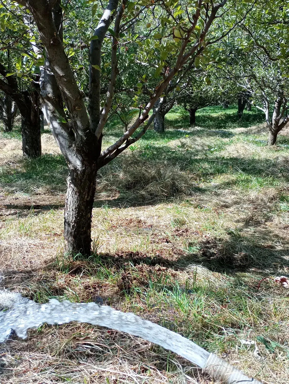 باغ واقع در روستای سرگیزه|فروش خانه و ویلا|مراغه, |دیوار