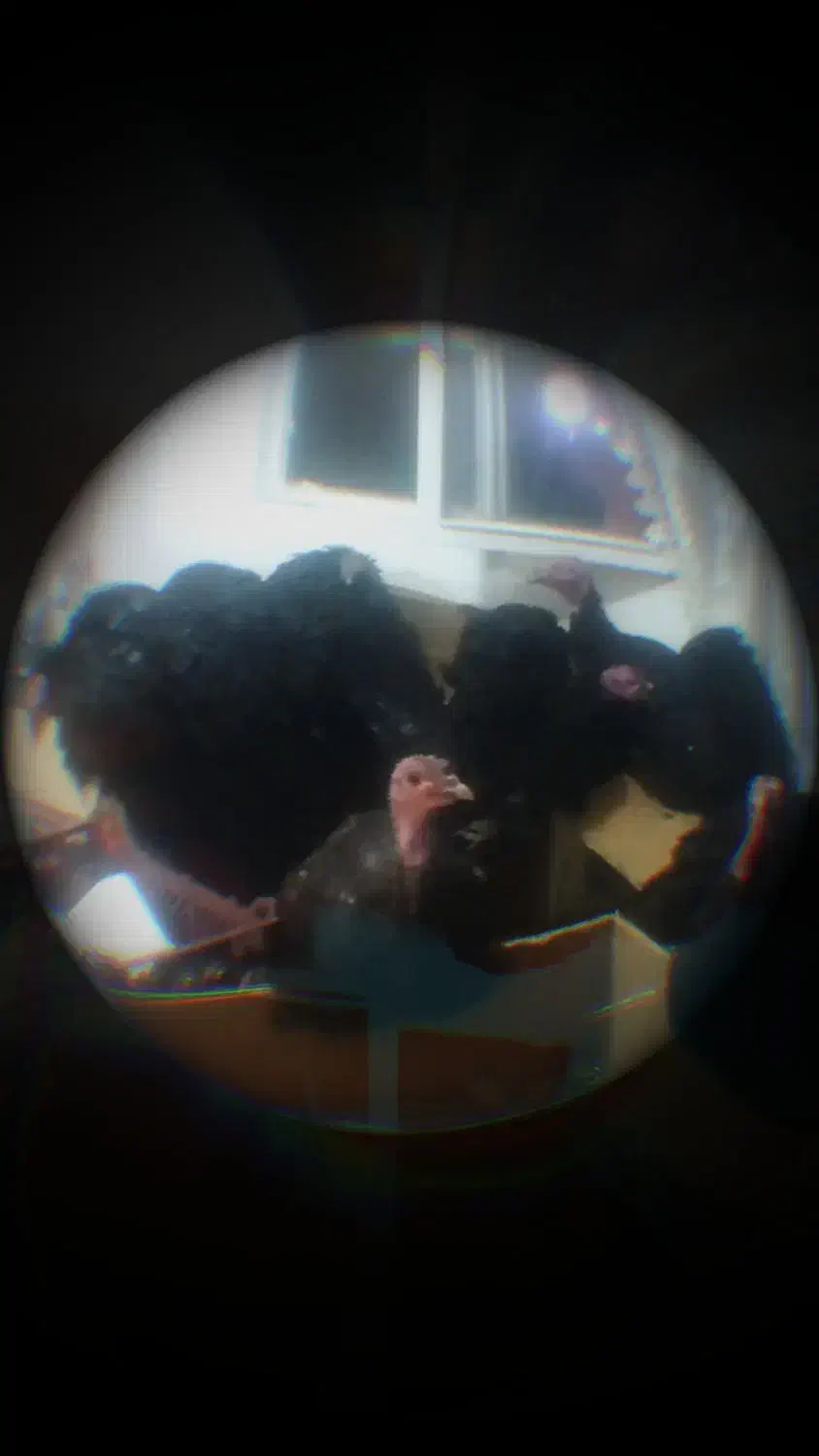 بوقلمون|حیوانات مزرعه|سقز, |دیوار