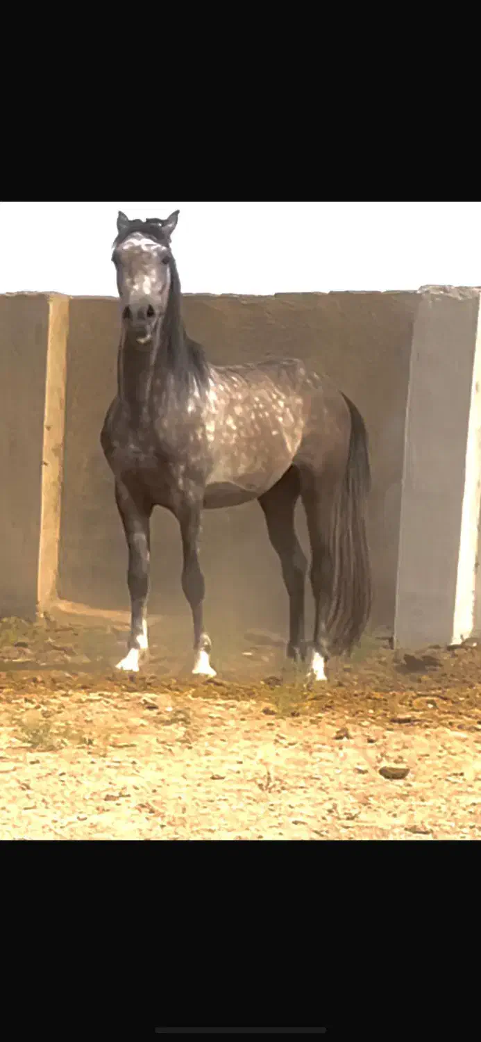 اسب کرد|اسب و تجهیزات اسب‌سواری|نسیم‌شهر, |دیوار