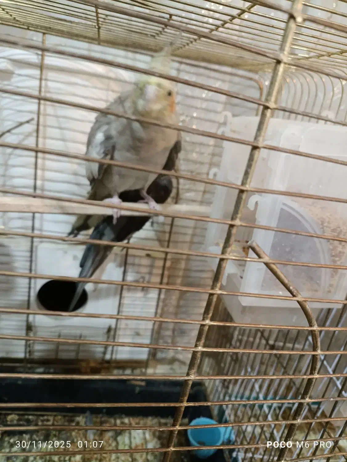 عروس هلندی تخم گزار|پرنده|تبریز, |دیوار