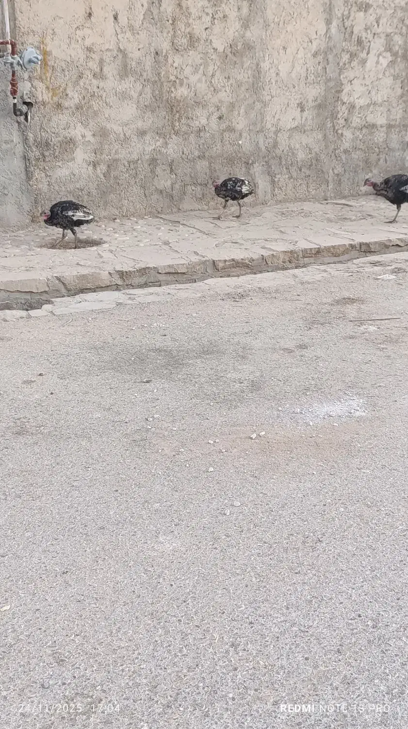 بوقله|حیوانات مزرعه|دهدشت, |دیوار