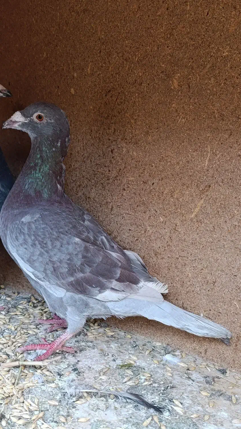 پلاکی|پرنده|گلپایگان, |دیوار