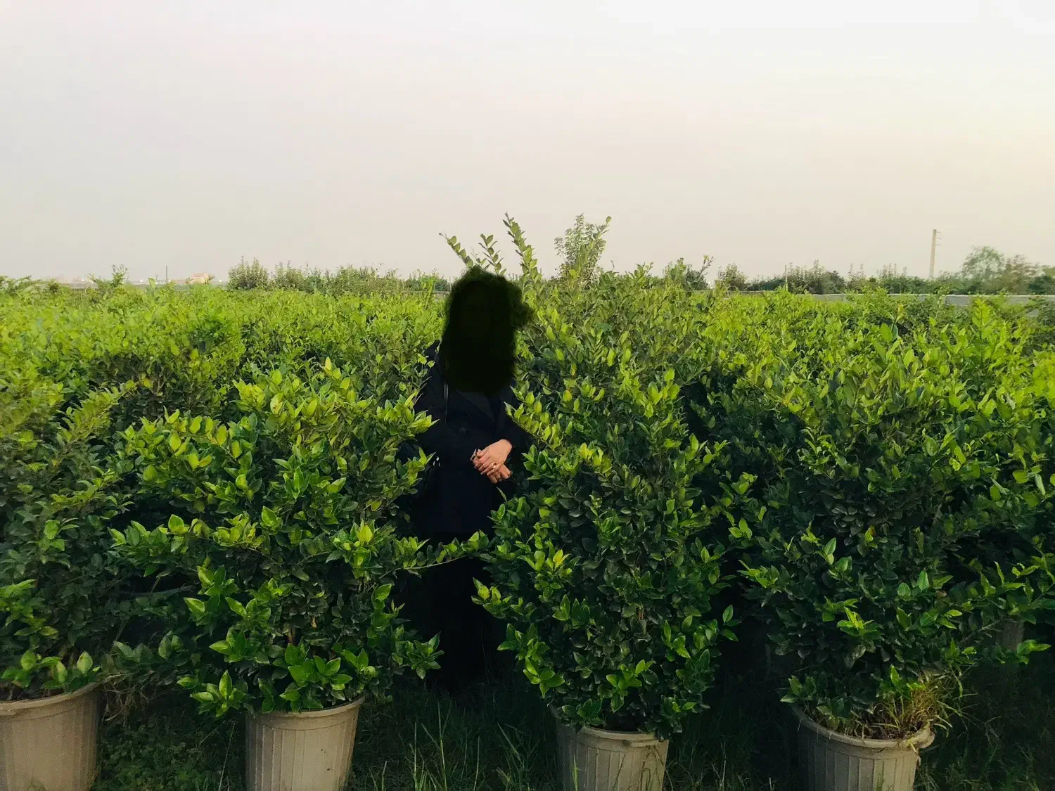 گل یاس هلندی،با کیفیت و سن۴ساله|گل و گیاه طبیعی|زرگرشهر, |دیوار