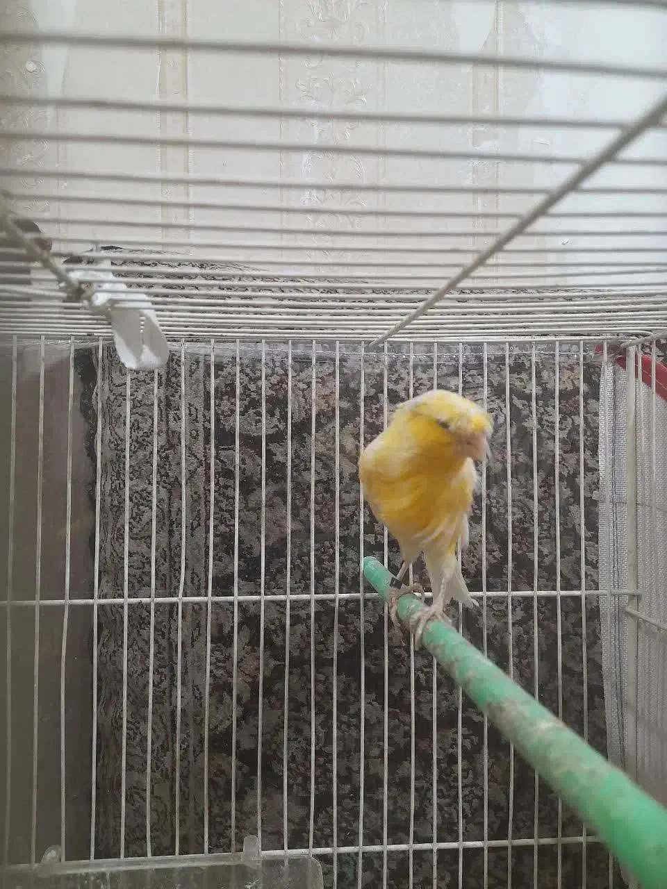 قناری کفتر|پرنده|مشهد, ایثار|دیوار