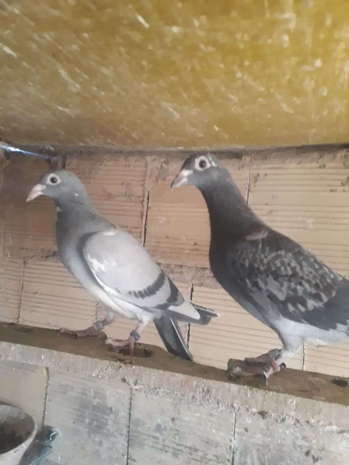 کفتر پلاکی|پرنده|قم, شهر قائم|دیوار