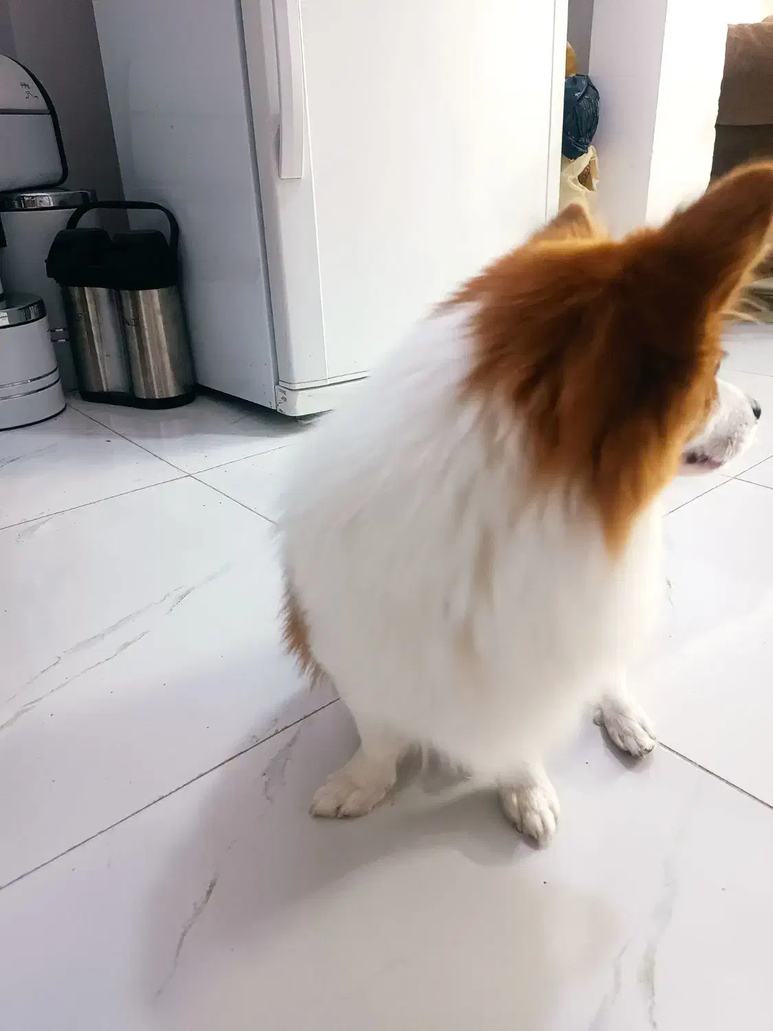 پامرروباهی|سگ|مشهد, نوید|دیوار