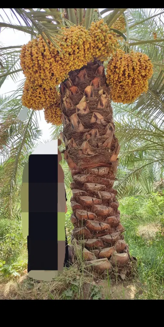 ایران|خوردنی و آشامیدنی|باجگیران, |دیوار