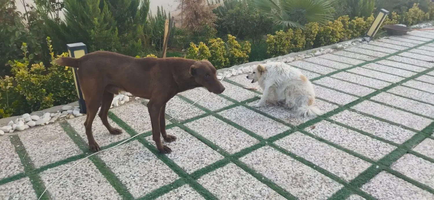 سگ دوبر من|سگ|کرج, فاز ۱ مهرشهر|دیوار