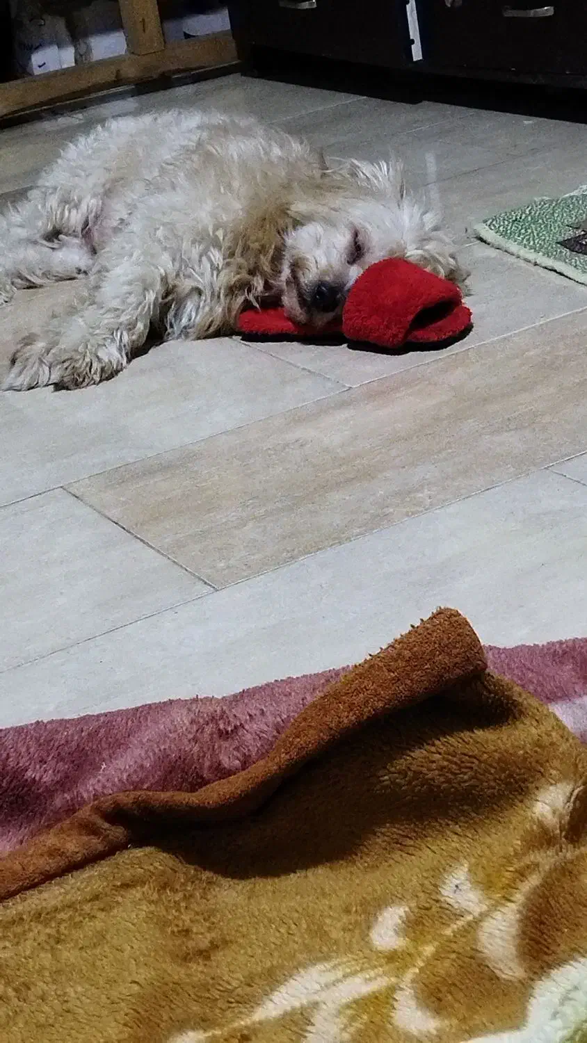 واگذاری سگ|سگ|نوشهر, |دیوار