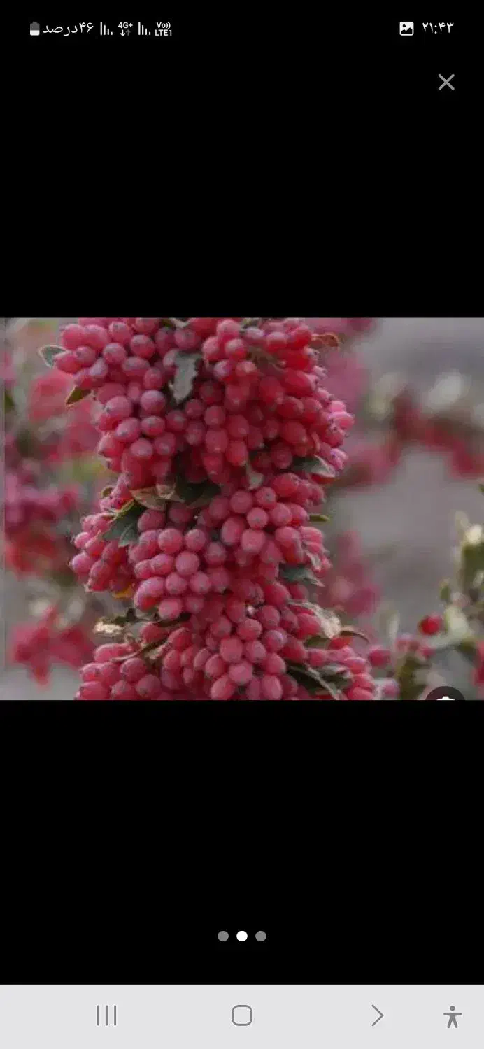 زرشک امسالی (پخش عمده)|خوردنی و آشامیدنی|قائن, |دیوار