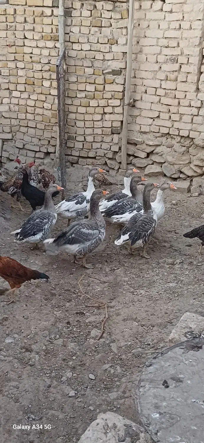 غاز|حیوانات مزرعه|ساروق, |دیوار