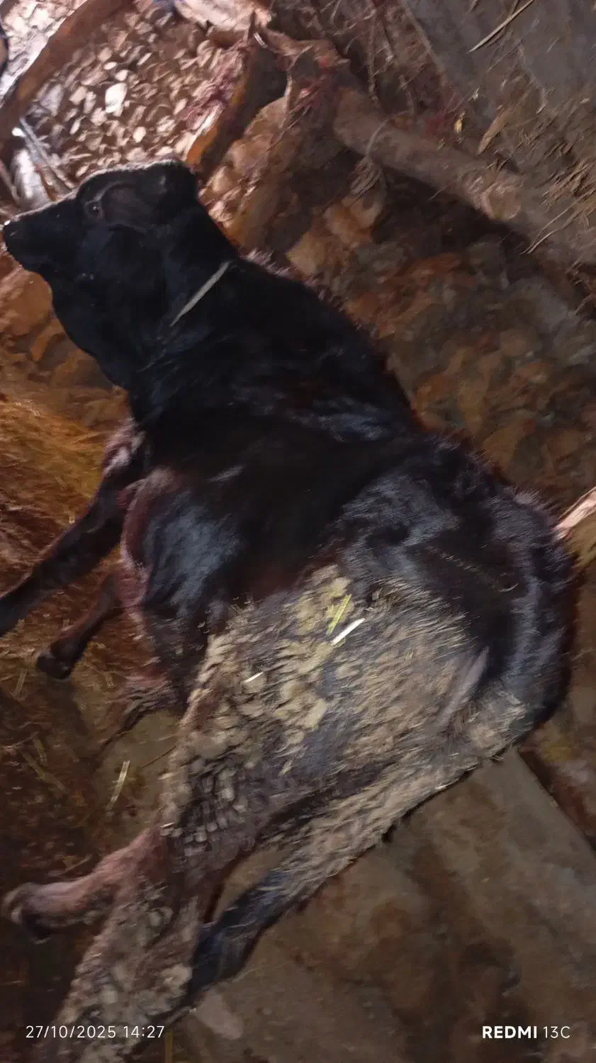 گوساله نر اصل جنس دار|حیوانات مزرعه|آبش احمد, |دیوار