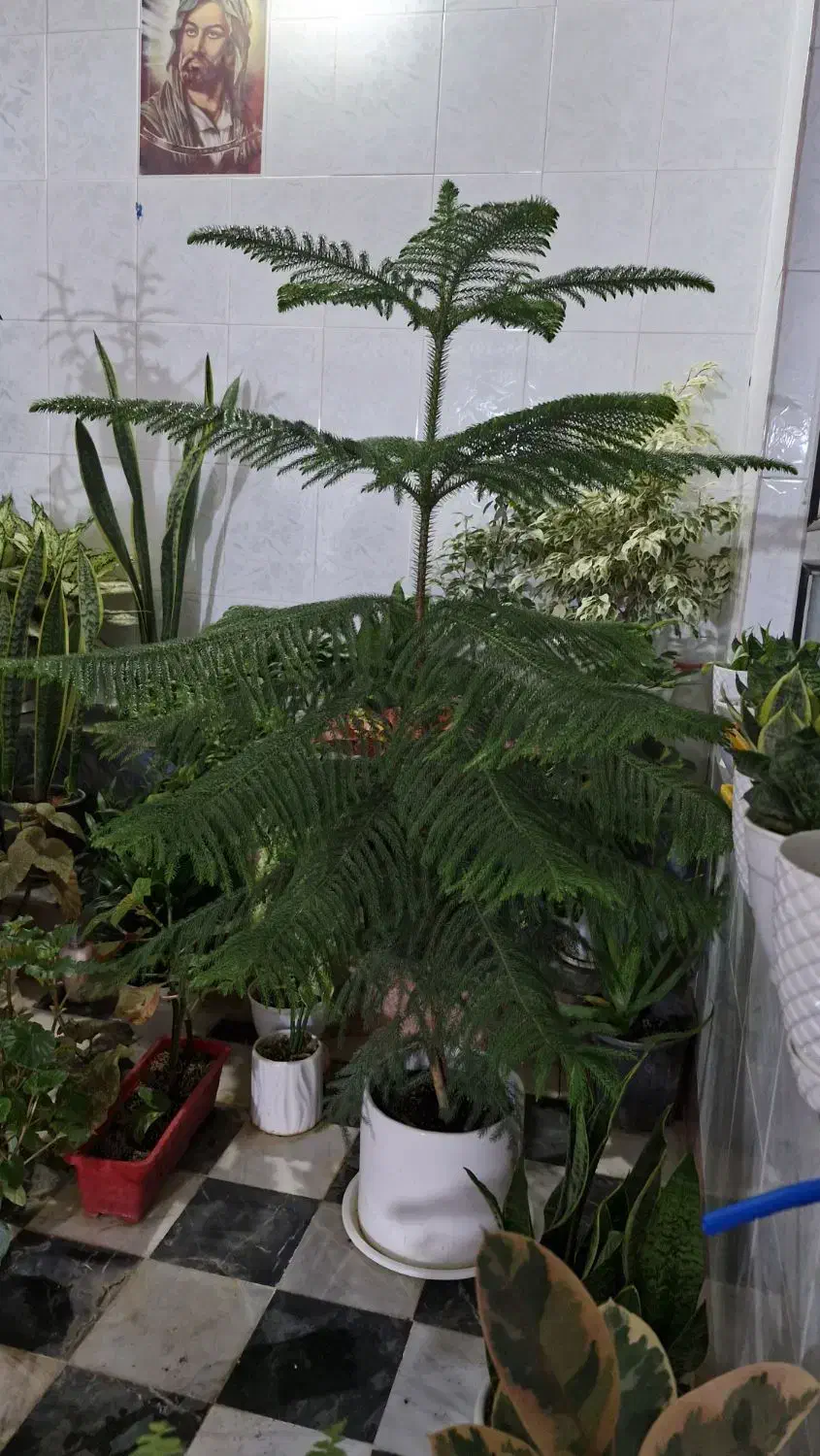 گل کاج|گل و گیاه طبیعی|نورآباد, |دیوار