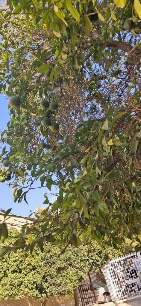 رهن اجاره منزل ویلایی|اجارهٔ خانه و ویلا|رامهرمز, |دیوار