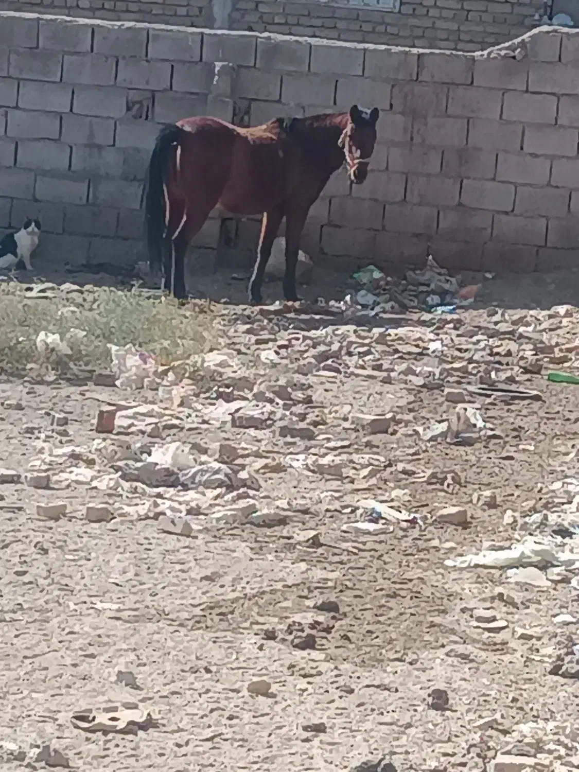 اسب|اسب و تجهیزات اسبسواری|تربت جام, میان جام|دیوار